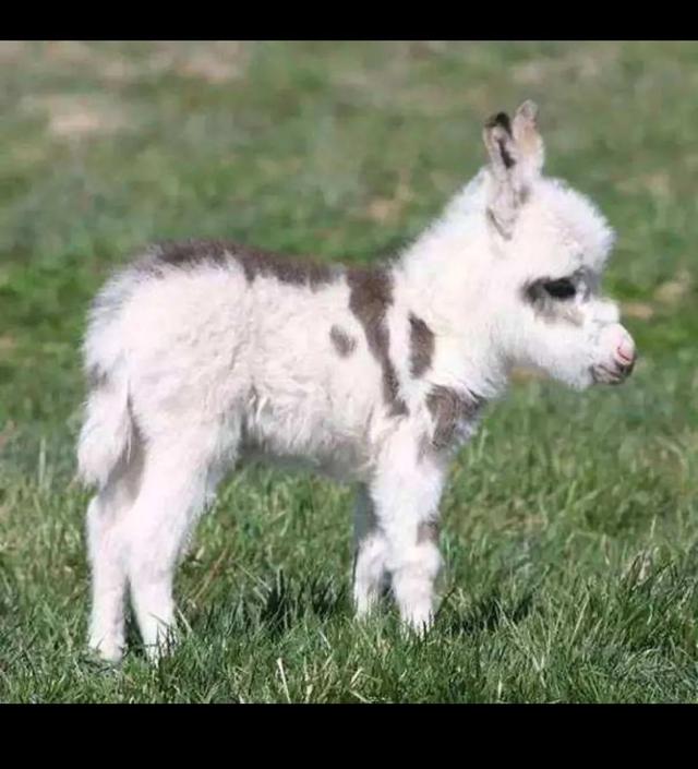 ios端宣布升级7.0