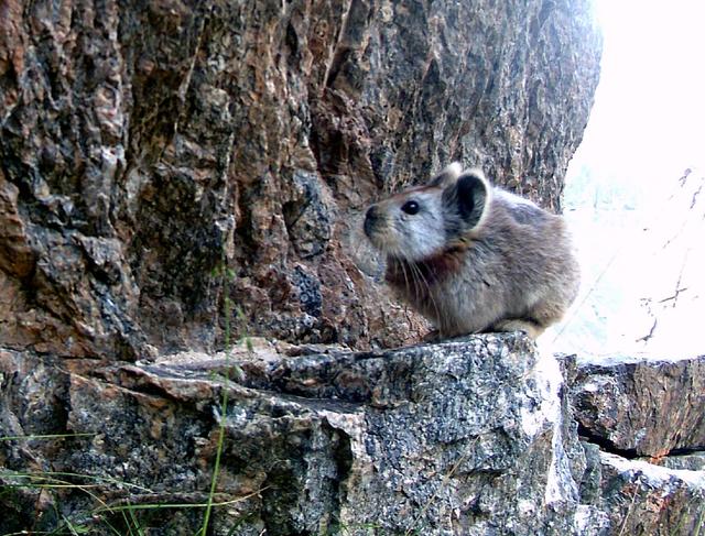 世界上真实存在的宠物小精灵，《宠物小精灵》中的5个角色在现实当中的真实原型