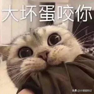 周公解梦大全查询猫(周公解梦大全查询猫和我打架咬我)插图2