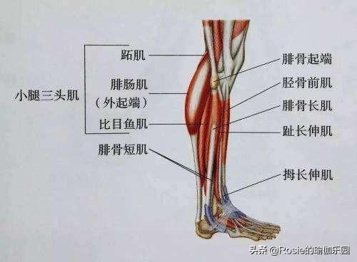 全身瘦卻有疙瘩小腿，睡前5分鍾輕松按，松解肌肉瘦出小鳥腿 健身減肥達人 第3张