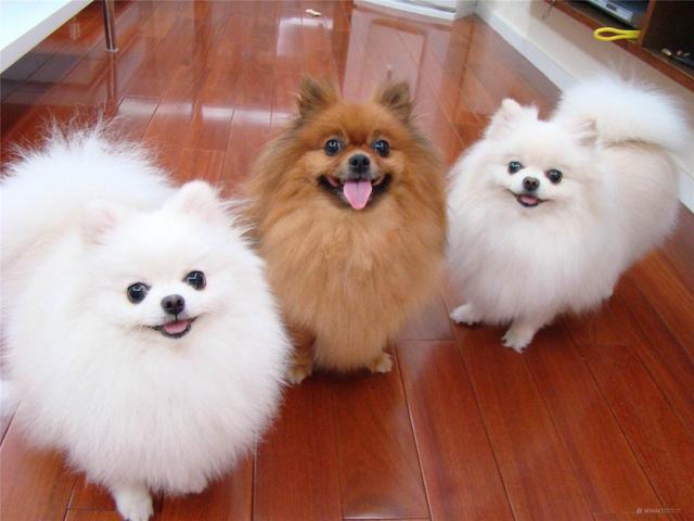 可爱聪明又调皮的狗狗排行榜，前5位最“聪明”的狗狗