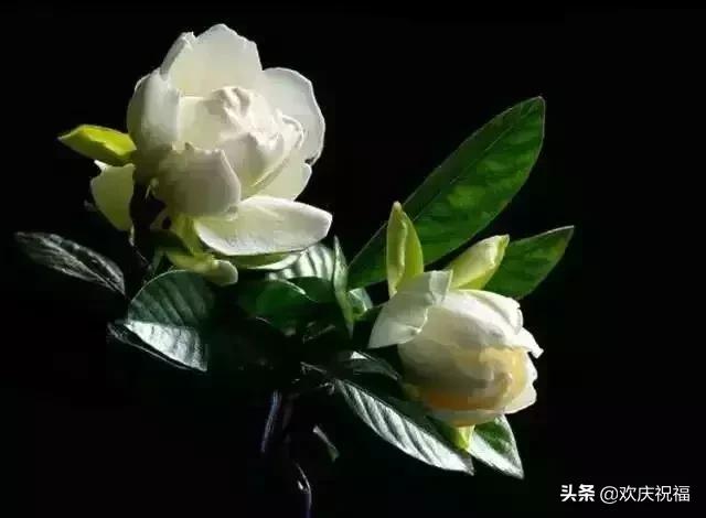 情人节送女生什么明日情人节，罕见情人花，你见过吗？忍不住发给你看看