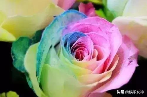 情人节送男友什么礼物今天2.14情人节，214漂亮玫瑰送给群里每位朋友~醉倒一批