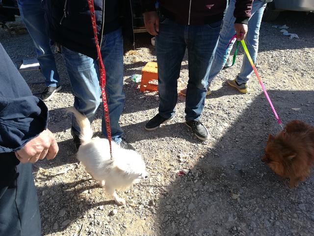 哪只博美犬最可爱最便宜，常被主人装在口袋里去散步