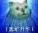 表情包很火的那只猫，最近很火的猫猫表情包（小猫咪可爱表情包）