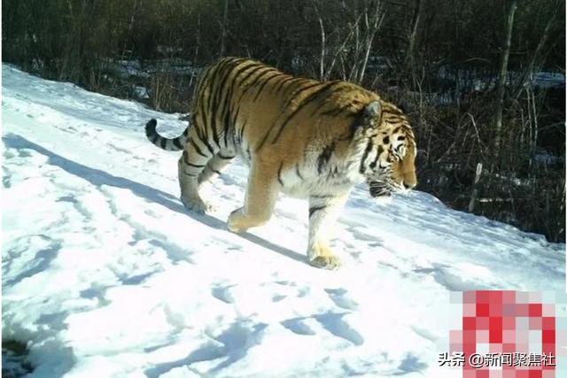 黑龙江一野生东北虎进村黑龙江东老虎进村村民近距离拍摄有关部门已经