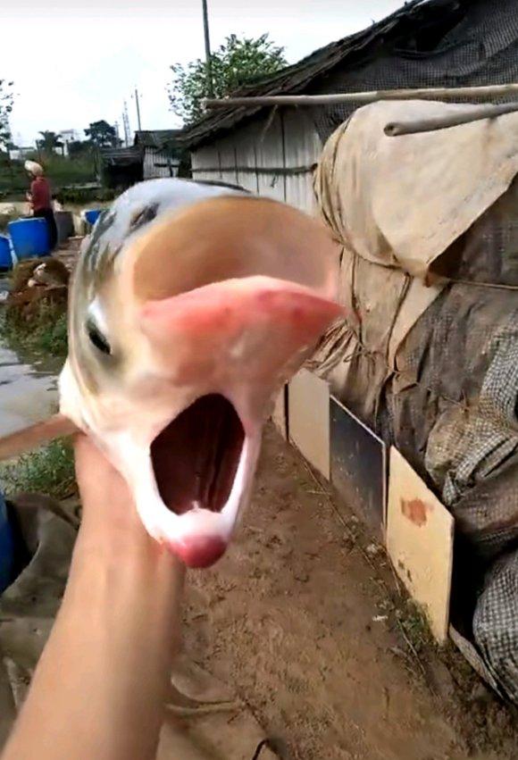 什么叫常见变异鱼，最近热传的双头鱼