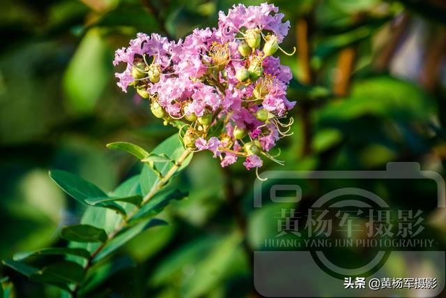 花图片大全大图 清新,花图片大全鲜花真实