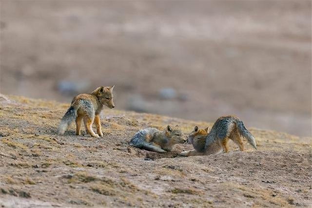 藏狐是狐狸吗（藏狐长什么样）