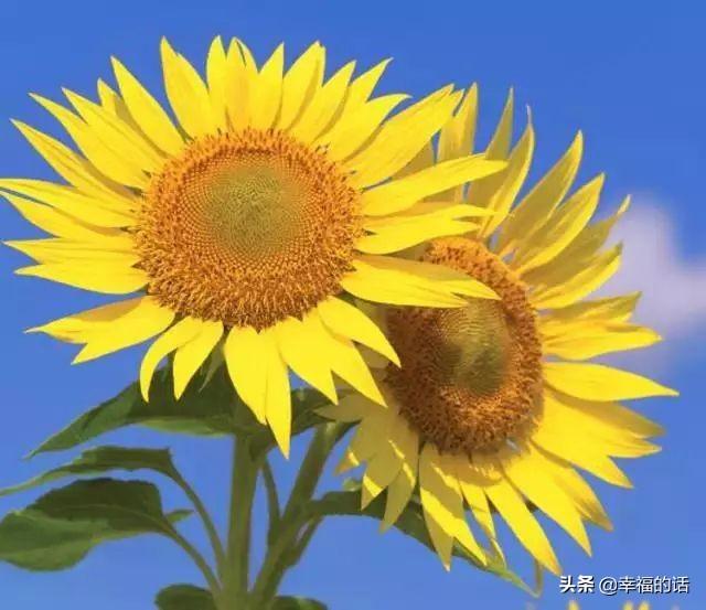 送老婆鲜花寄语简短 老公送老婆什么花好