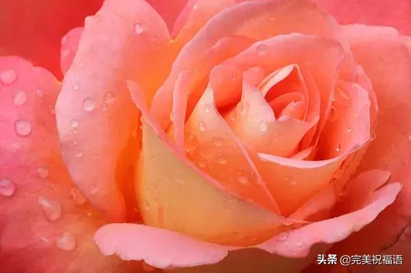 情人节送男友什么好明日情人节，2.14玫瑰送给亲爱的朋友，祝你们情人节快乐