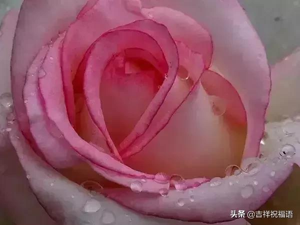 情人节礼物送什么明天情人节，送你999滴水玫瑰，太太太太美了，祝你美满幸福