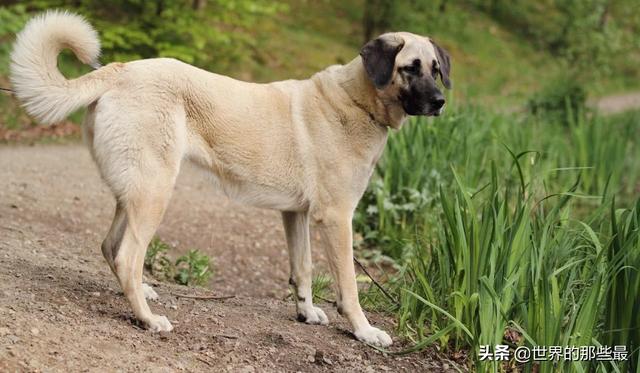 犬科动物有哪些，犬科动物排行榜