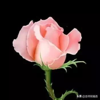 情人节送玫瑰花的含义5201314， 送你999玫瑰花，祝你爱情甜甜蜜蜜