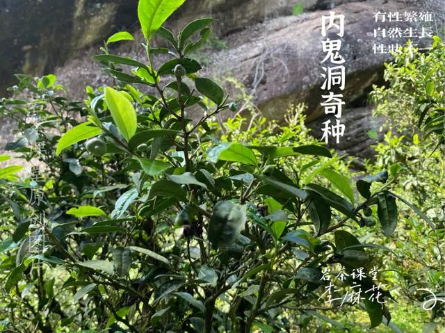 牛栏坑肉桂特点，岩茶天花板——R8牛栏坑肉桂