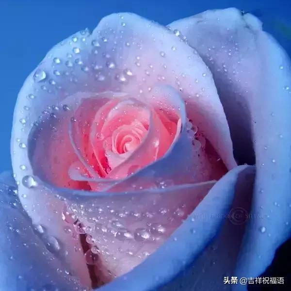 情人节礼物送什么明天情人节，送你999滴水玫瑰，太太太太美了，祝你美满幸福