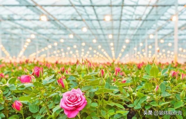情人节送礼物为什么情人节要送玫瑰花？鲜花产业的秘密了解一下？