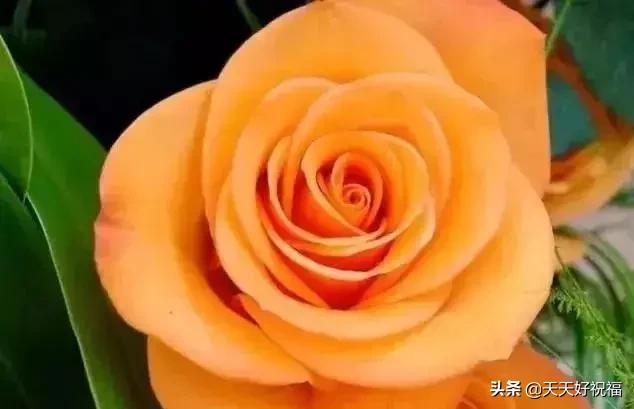 情人节送玫瑰花图片今日七夕情人节，999朵玫瑰送给所有的朋友！祝你节日快乐