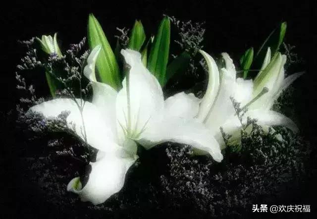情人节送女生什么明日情人节，罕见情人花，你见过吗？忍不住发给你看看