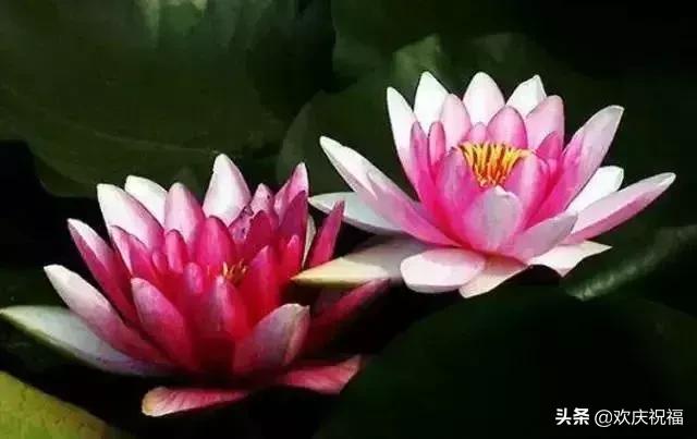 情人节送女生什么明日情人节，罕见情人花，你见过吗？忍不住发给你看看