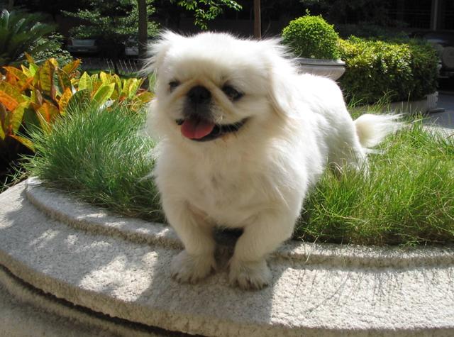 便宜京巴犬的优缺陷有的,然而由于有了更符合家养的