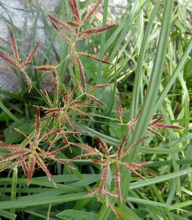 香附子香附子和牛筋草的区别