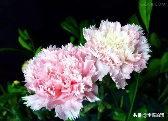 送老婆鲜花寄语简短 老公送老婆什么花好