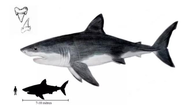 鲨鱼是不是哺乳动物（鲸鱼鲨鱼鳄鱼哪个厉害）