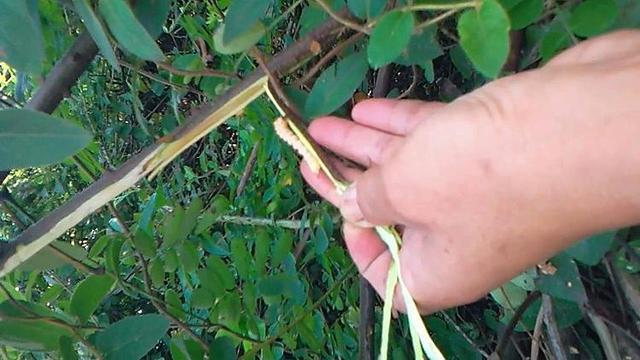 绍兴山上一种野草夏天用来泡茶喝，夏天采摘来泡水冰凉解暑又解渴