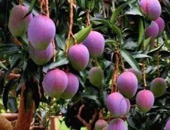 芒果哪个品种好种，广西推介一批“好吃芒果”品种
