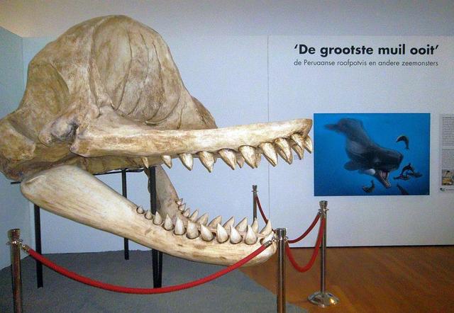 鲨鱼是不是哺乳动物（鲸鱼鲨鱼鳄鱼哪个厉害）