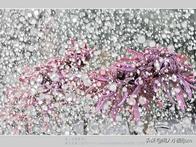 小景深效果花卉摄影技巧，花卉摄影如何拍出质感