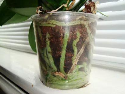 蝴蝶兰能开多久，蝴蝶兰一般养多久开花