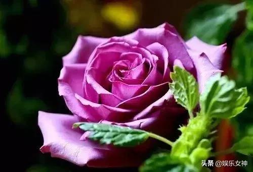 情人节送男友什么礼物好今天2.14情人节,214漂亮玫瑰送给群里每位朋友~醉倒一批