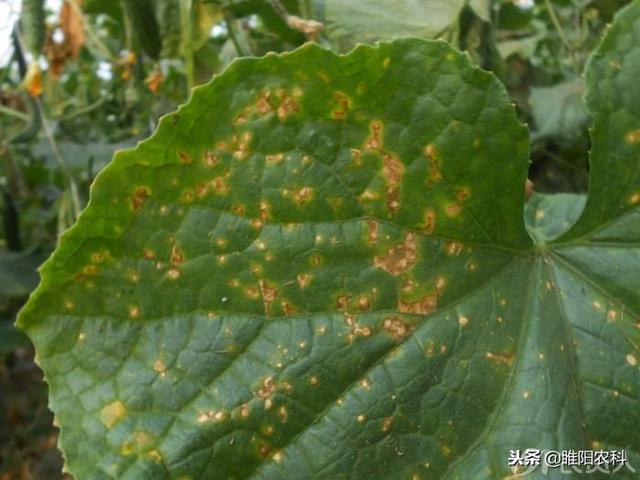 黄瓜角斑病炭疽病黑星病的区别，黄瓜炭疽病和黄瓜黑星病的识别和防治方法