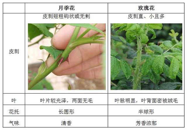 今年情人节送什么好「本草驿站」情人节的花，你送对了吗？