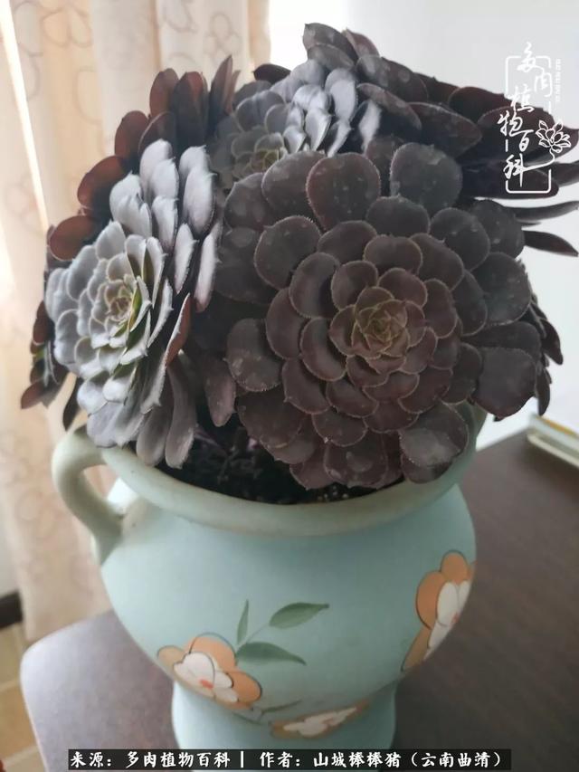 一棵幸福的多肉，收拾拥挤热闹的花花草草