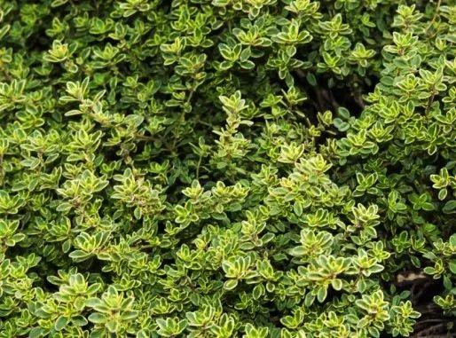 时令蔬菜一览表，每月时令蔬菜一览表（水果蔬菜自然成熟的时间表）