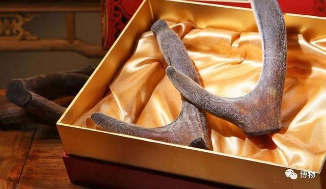 鹿角为啥会自然脱落，鹿角每年都会自然脱落