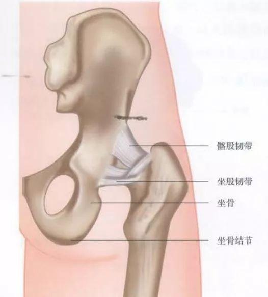 叫作"坐骨结节,常被称为"用来坐的骨头,是重要的骨性标志,绳肌就