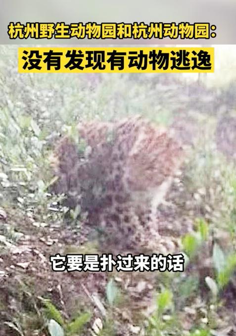 目击者还原杭州发现豹子经过：它胆子挺大，还回头看我一眼 全球新闻风头榜 第4张