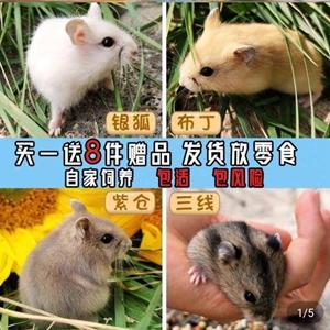 最低几块钱，“宠物盲盒”电商平台仍在卖