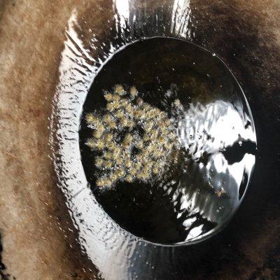 红烧鳝鱼正宗的做法，这道家常菜蒜香鳝鱼