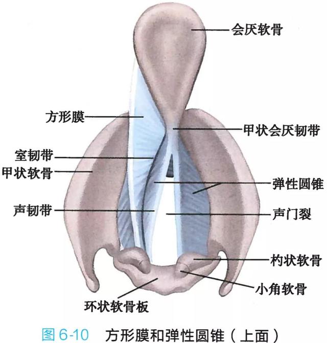 呼吸系统解剖图，呼吸系统解剖图手绘（人体解剖学：呼吸系统）
