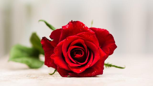 玫瑰花全屏锁屏壁纸,玫瑰花图片大全大图高清玫瑰