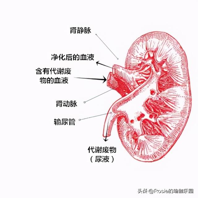 壓力大失眠頭發掉到禿？堅持1組瑜伽動作，促眠瘦腰腹養護身心 健身減肥達人 第2张