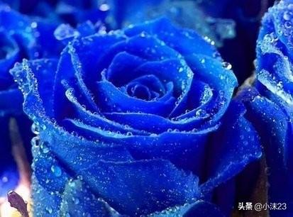 情人节送什么给男朋友情人节要到了，你知道玫瑰花的花语吗？