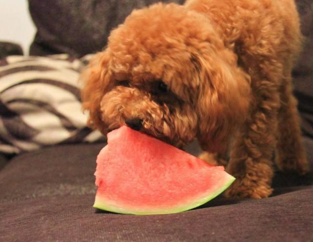 狗能吃牛油果吗，4种狗狗不能随便吃的水果