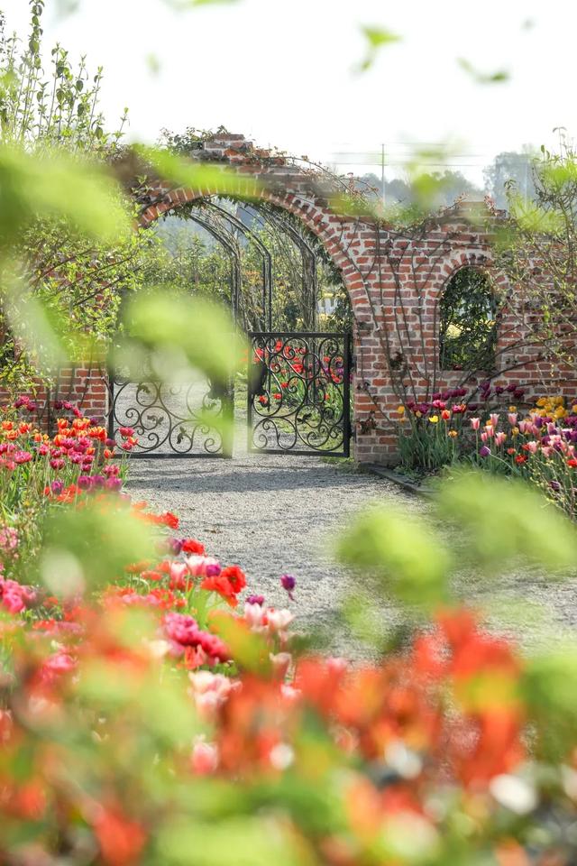 球根植物有几种，海妈园艺课堂干货向