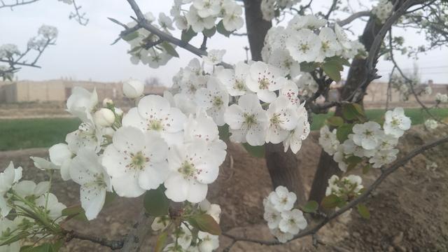 十大不吉利的梦(十大不吉利花是哪几种)插图1